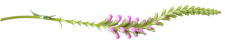 quick-flower-divider2